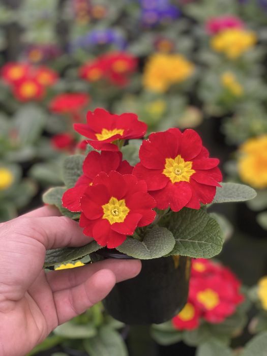 Продам примала оптом