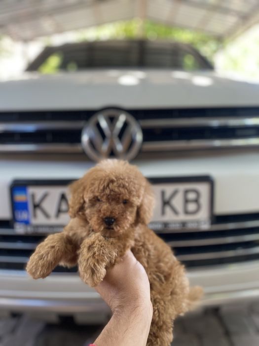 Гарні немовлята мальтіпу