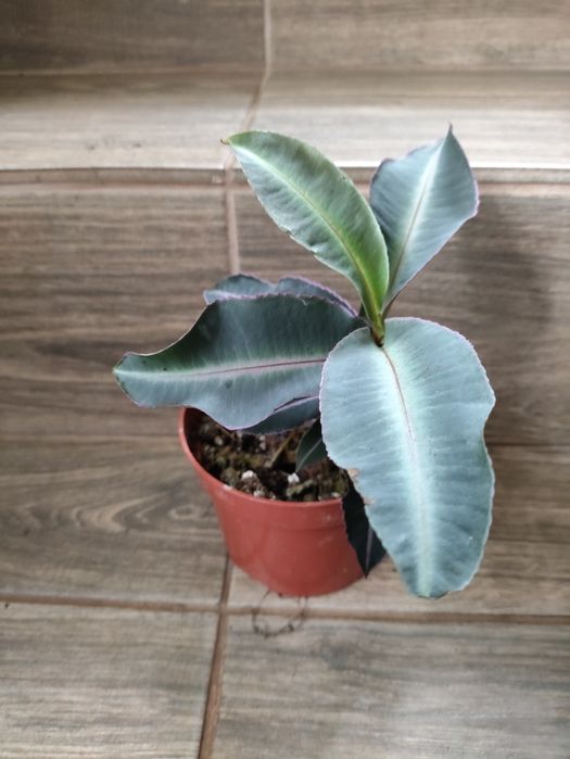 Labisia pumila l