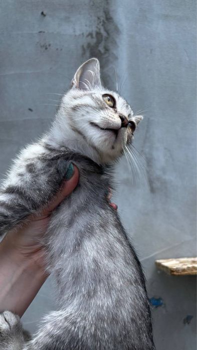 Котик красивого окрасу