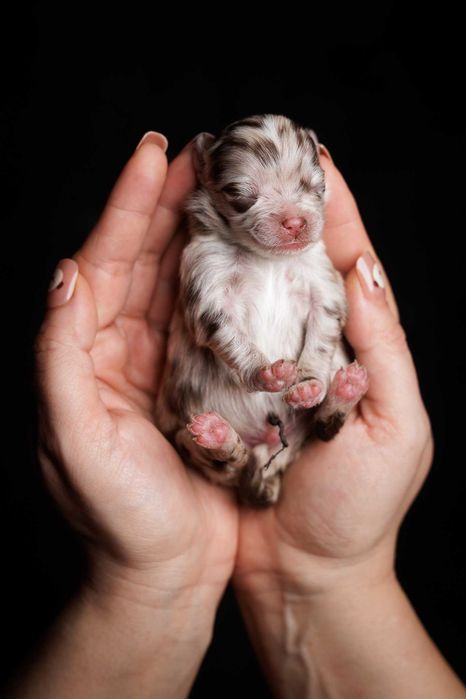 Szpic miniaturowy*Pomeranian* Chłopczyk CHOCO MERLE