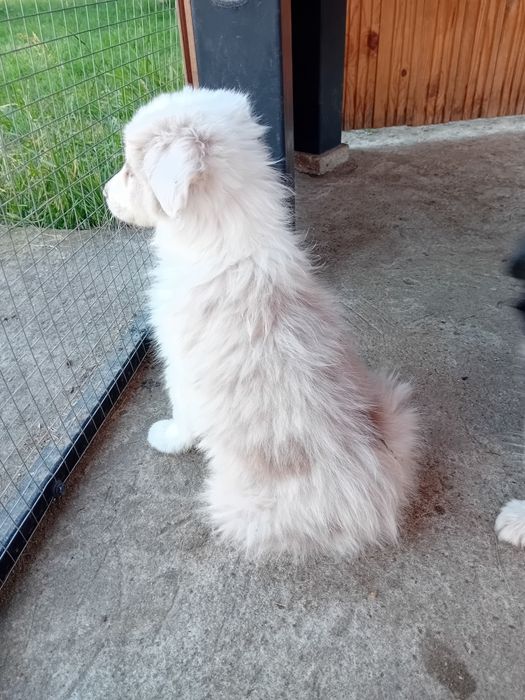 Border collie suczka lilac merle