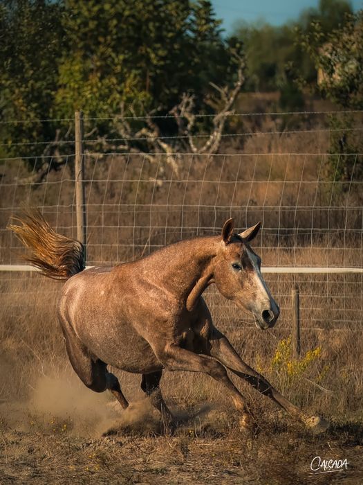Poldra Lusowarmblood