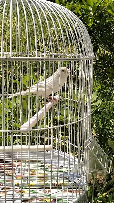 Canários a partir 30€