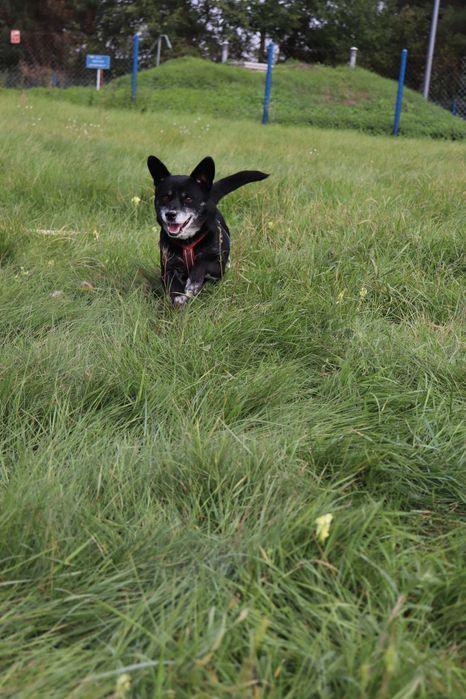 Kluseczek starszy ale jary  szuka domku