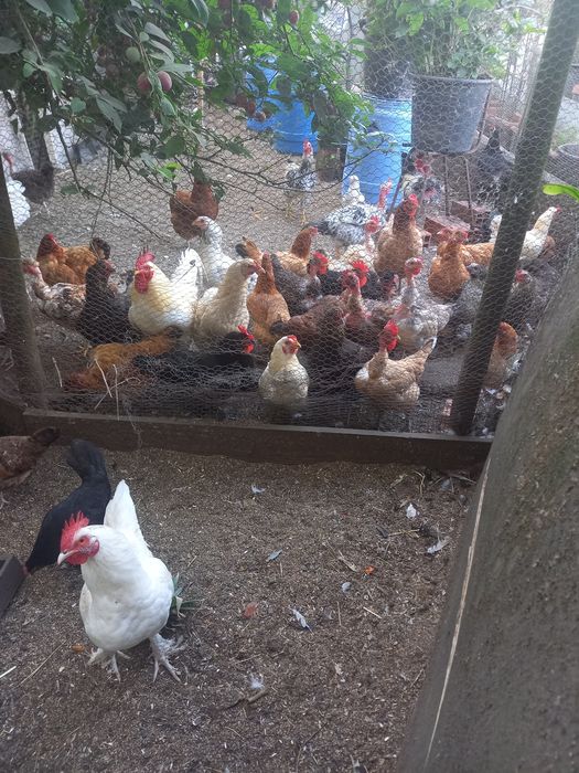 Galinhas e galos para mudar