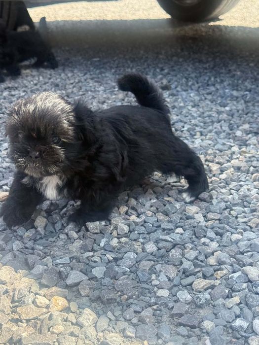 Shih Tzu sczeniaki pieski