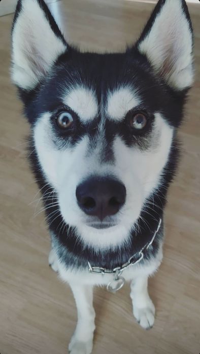 В'язка хаскі сибірський