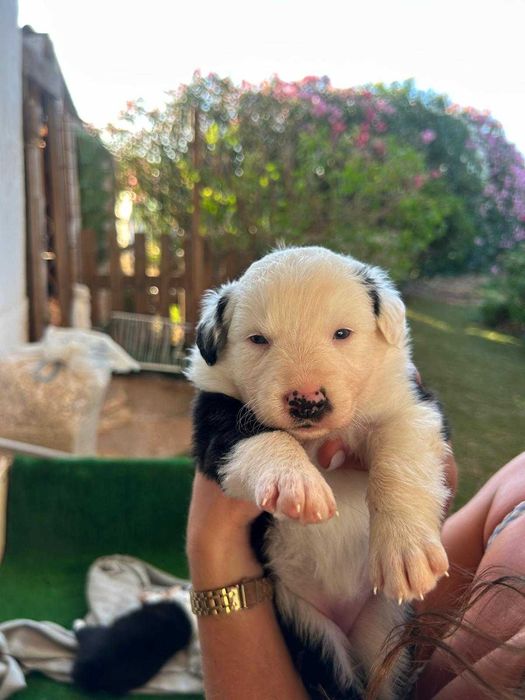 Cachorros Border Collies