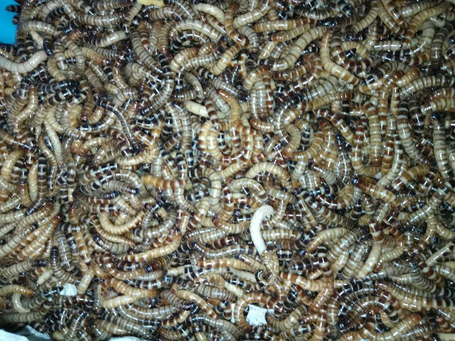 Микс замороженных насекомых