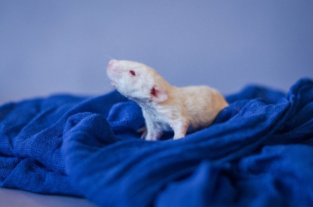 Кудрявые кучеряві рекс пацюки з розплідника