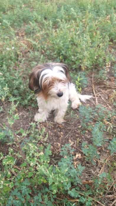 Бівер йорк, дівчинка,  3 роки