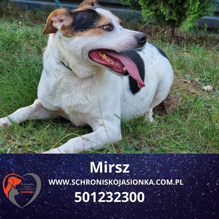 Mirsz do adopcji – Schronisko Jasionka