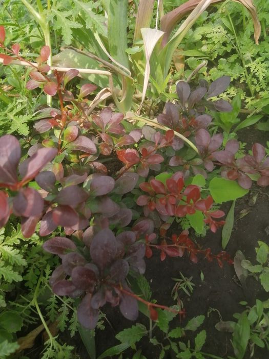 Сад город. Кущики декоративного барбарису