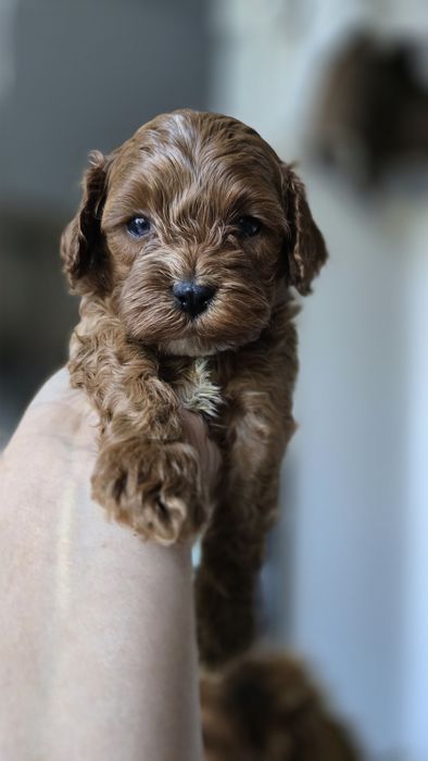 Cavapoo/ chłopczyk