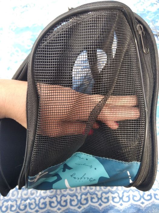 Сумка переноска для кота