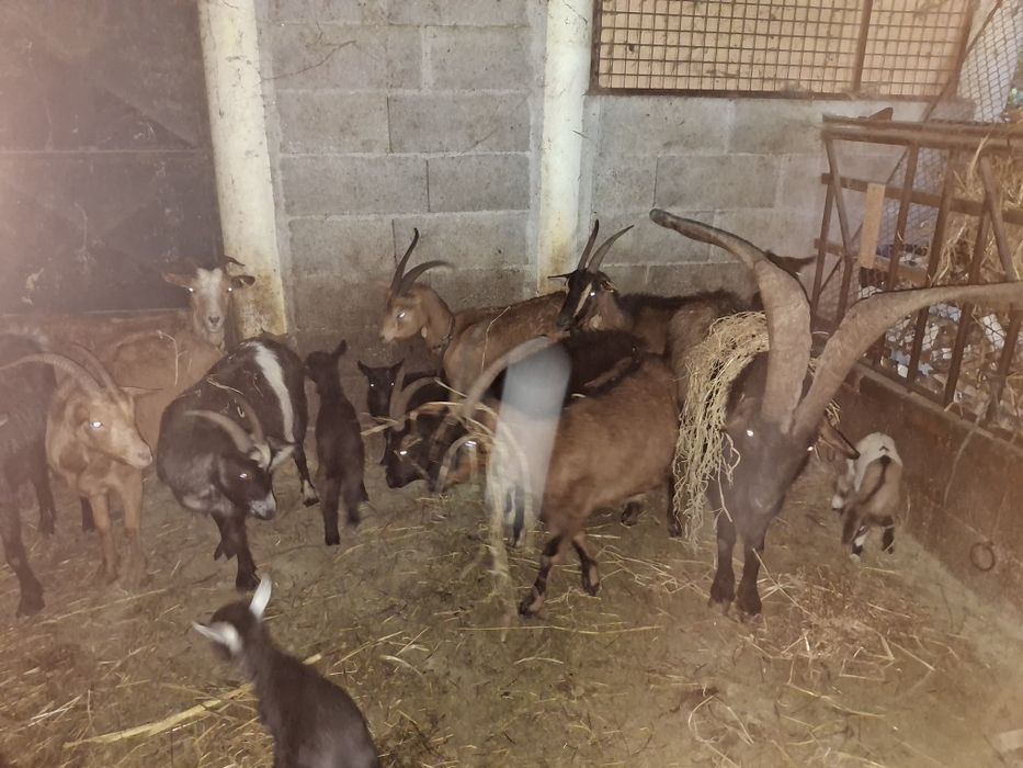 Vendo cabras e machos