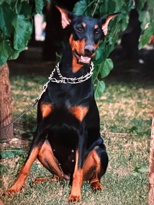 Цуценята добермана щенки добермана документы чип