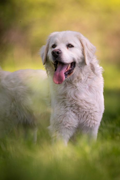 Nazir- wyjątkowy pies, dla wyjątkowego człowieka - do adopcji.
