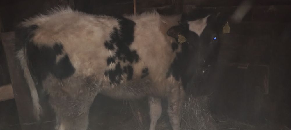 Sprzedam jałówkę belga