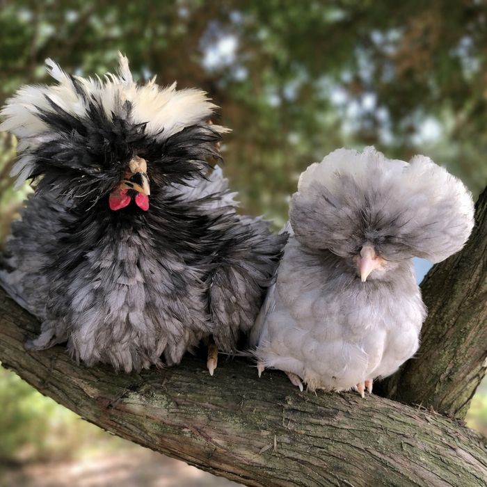 Sprzedam parę białoczubów holenderskich (4 miesiące)