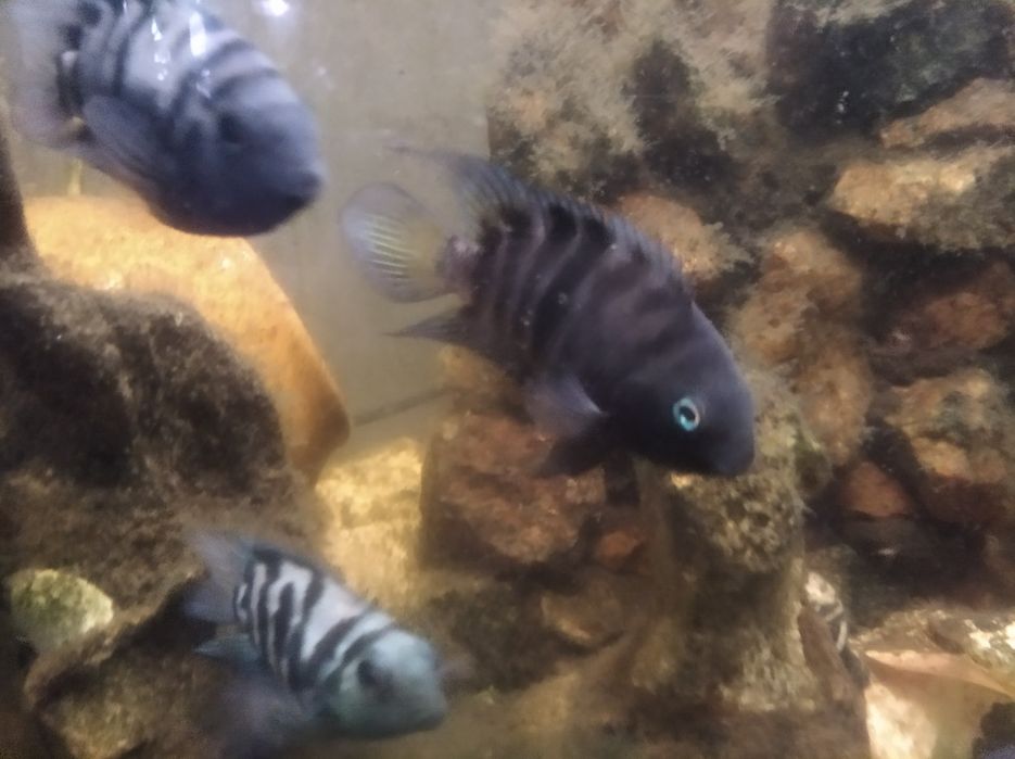 Цихліди восьмиполосні та гібридні.