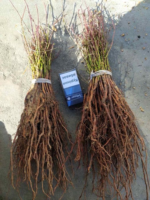 Підщепа аличі,жерделі,дички грушки,антипки,айва сідо, манжурки,хурми