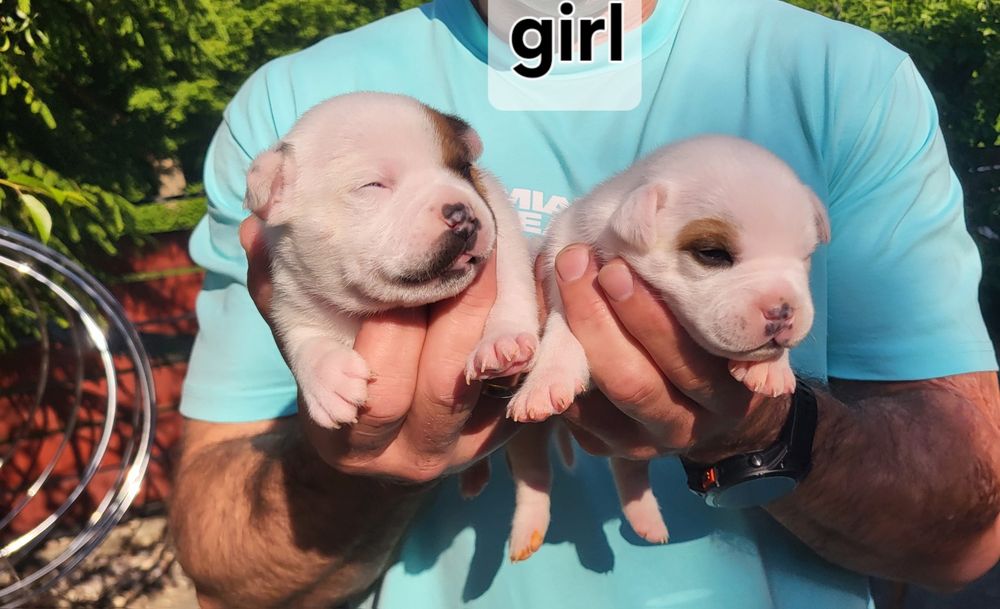 Staffordshire Bull Terrier Staffik
