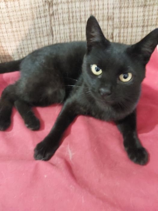 Oddam za darmo bezdomnego  2 letniego kocura po kastracji