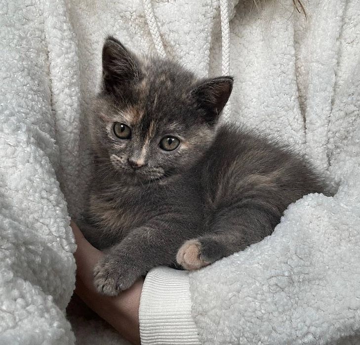 Кошеня у добрі руки