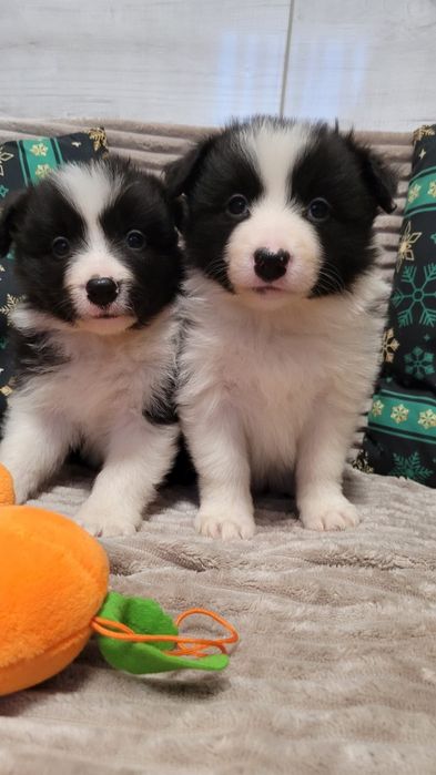 Border Collie piesek
