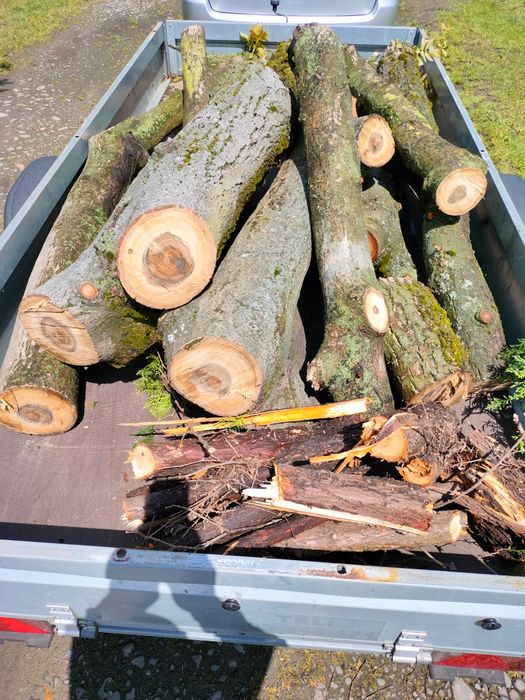 Orzech, ładne kawałki orzecha