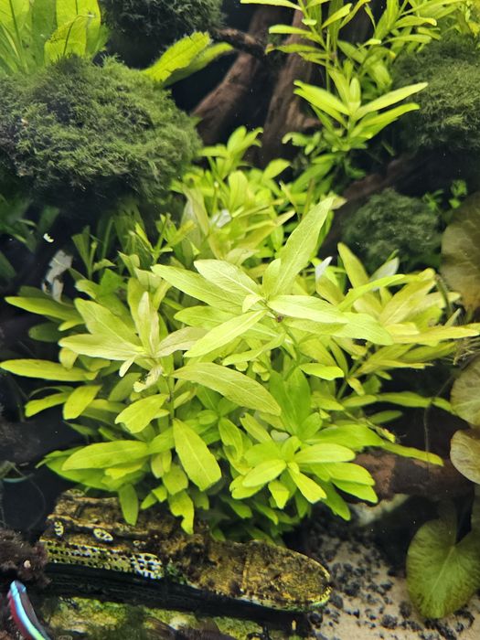 Nawódka Roślina Wodna do Akwarium