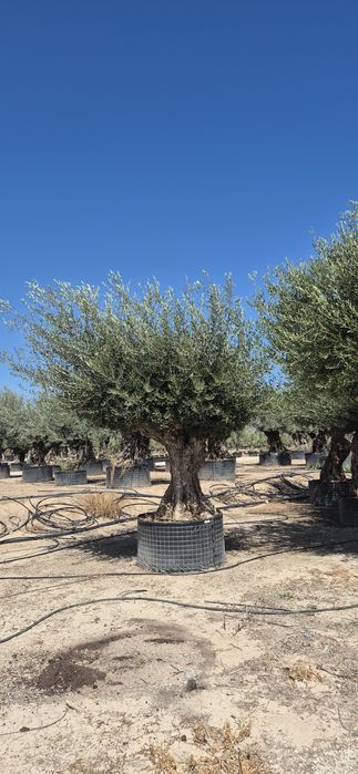 Drzewo oliwne różne rozmiary.  Yucca rostrata.  Trachycarpus fortunei