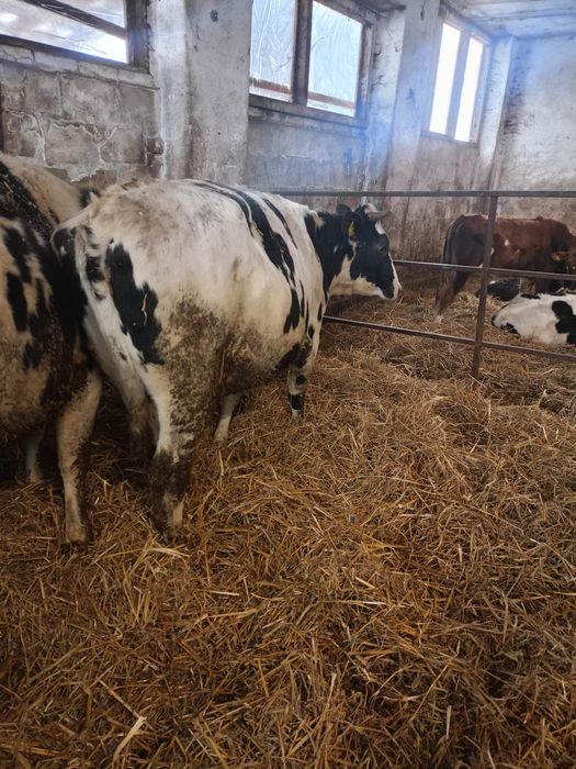 Jalowki hf wysokocielne hodowlane