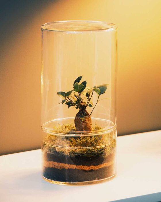 Aluguer Terrários Plantas Naturais
