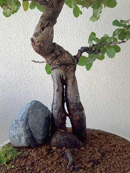 Bonsai Quercus suber
