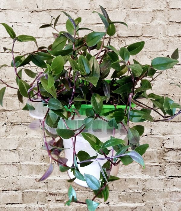 Комнатное растение-традесканция белоцветковая