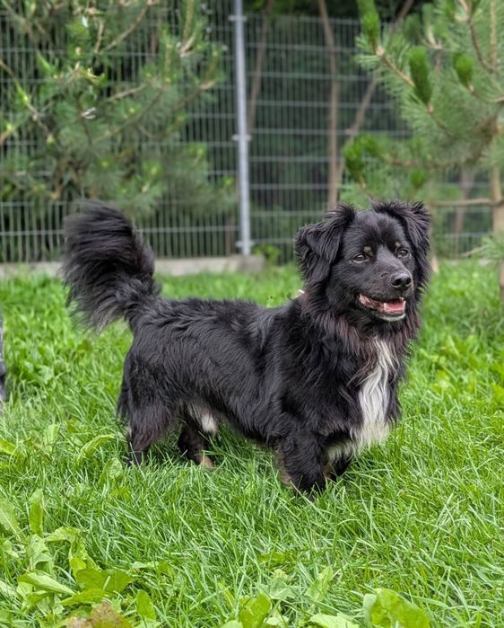 Kuki - mały, słodki, puchaty psiak szuka domu! ADOPTUJ