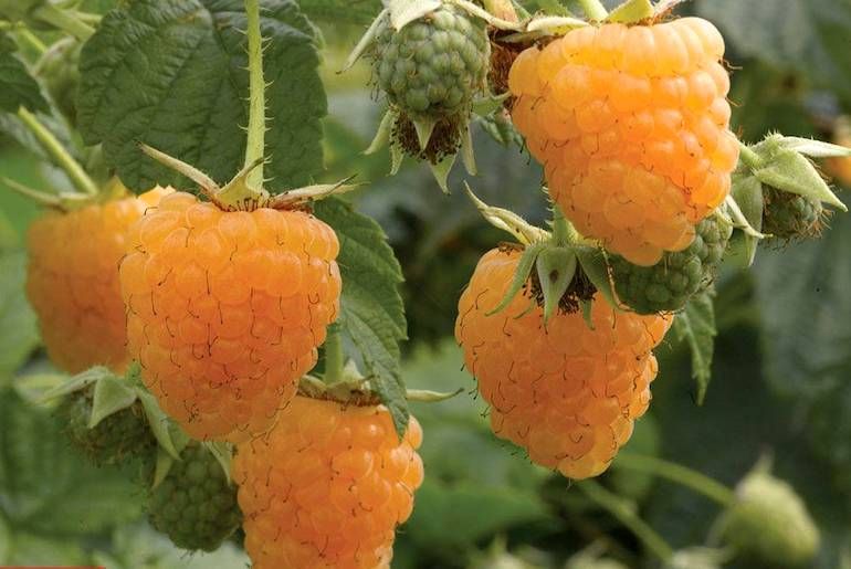 Framboesas Douradas - DELICIOSAS Planta De coleção Apenas envios