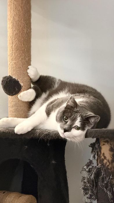 Gata para adoção responsável