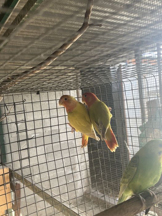 caturras , agapornis canarios