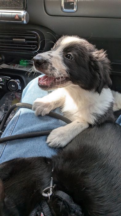 Border Collie com Pedigree