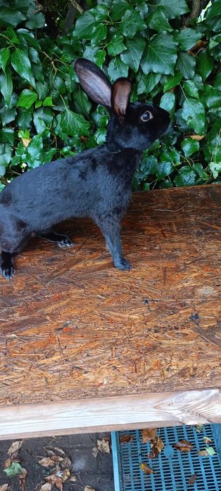 Króliki zajęczak czarny