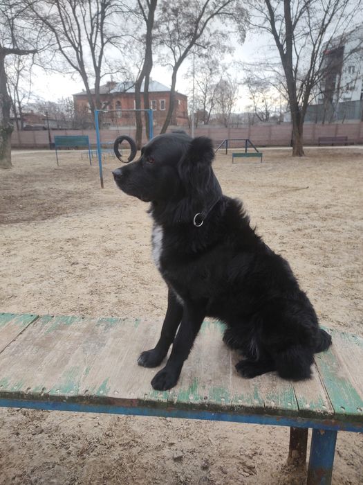 Кинолог дрессировка собак