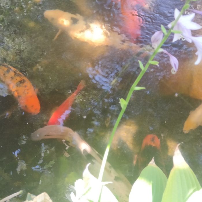 Рыбы.Карпы КОИ, из своего водоёма