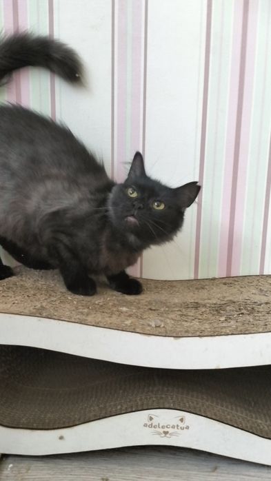 Димчаста красуня шукає родину