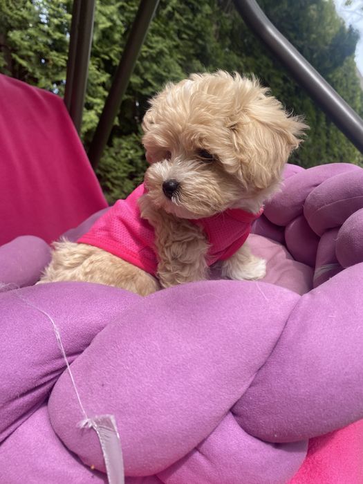 Пухнасті карамельки мальтіпу