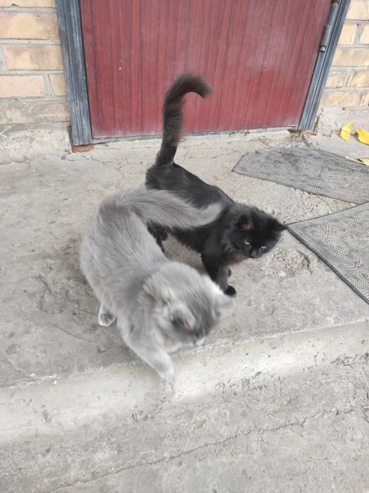 Віддам кошенят в гарні руки.