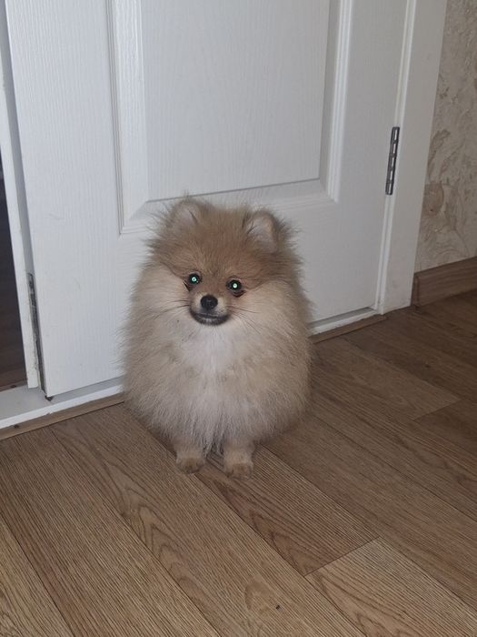 Мальчик померанского шпица